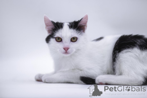 Photo №1.  - for sale in the city of Moscow river | Is free | Announcement № 155317