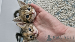 Photo №3. kittens as a gift. Belarus