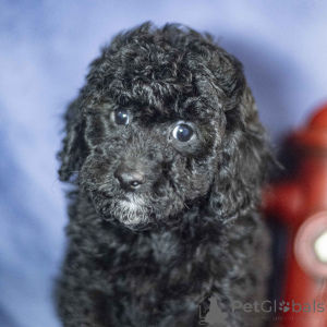 Photo №4. I will sell poodle (toy) in the city of City of London. private announcement, breeder - price - 310$