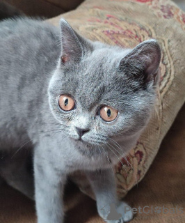 Photo №1. british shorthair - for sale in the city of Ramstein-Miesenbach | 53$ | Announcement № 87922