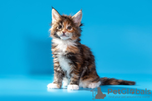 Photo №4. I will sell maine coon in the city of Yekaterinburg. from nursery - price - 477$
