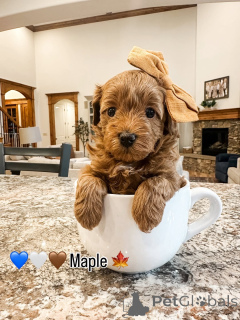 Photo №1. labradoodle - for sale in the city of Aiola | 671$ | Announcement № 157479