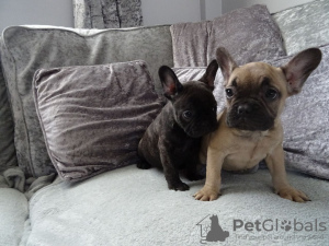 Photo №2 to announcement № 110811 for the sale of french bulldog - buy in Germany breeder