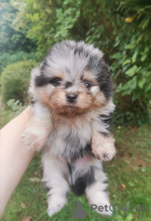 Photo №1. pomeranian - for sale in the city of Стамбул | 3000$ | Announcement № 26021