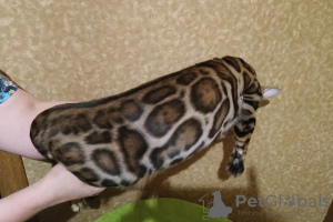 Photo №1. bengal cat - for sale in the city of Москва | negotiated | Announcement № 7609