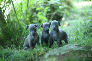 Photo №2 to announcement № 19826 for the sale of italian greyhound - buy in Russian Federation from nursery, breeder