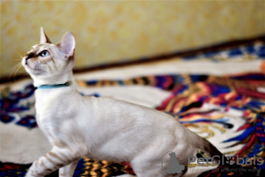 Photo №4. I will sell bengal cat in the city of Minsk. from nursery - price - 498$