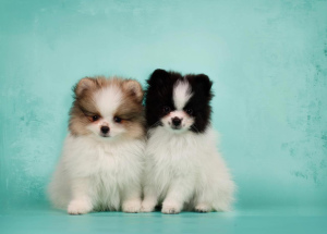 Additional photos: Pomeranian, white-black and white-orange