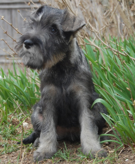 Photo №2 to announcement № 2006 for the sale of standard schnauzer - buy in Russian Federation from nursery