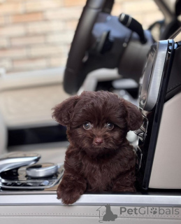 Photo №1. bolonka - for sale in the city of Boise | negotiated | Announcement № 154269