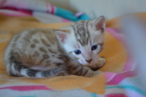 Additional photos: Bengal cat