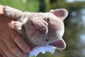 Photo №3. Gorgeous male French bulldog Isabella. Belgium