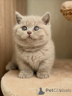 Photo №1. british shorthair - for sale in the city of Magdeburg | negotiated | Announcement № 177839