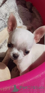 Photo №2 to announcement № 107371 for the sale of chihuahua - buy in Serbia 