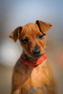 Photo №2 to announcement № 29279 for the sale of miniature pinscher - buy in Ukraine from nursery