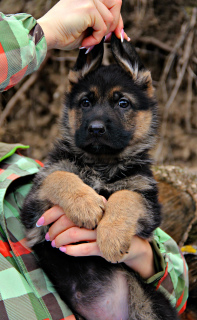 Photo №2 to announcement № 4940 for the sale of german shepherd - buy in Ukraine from nursery