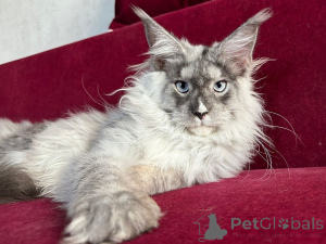 Photo №1. maine coon - for sale in the city of Eschborn | negotiated | Announcement № 159634