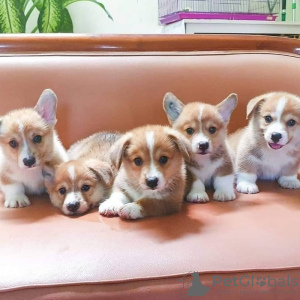 Photo №1. welsh corgi - for sale in the city of Bremerhaven | 150$ | Announcement № 129783