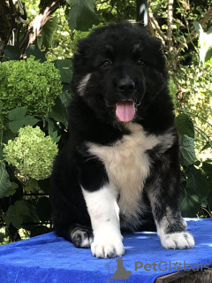 Photo №3. Caucasian Shepherd puppies. KSU.. Italy