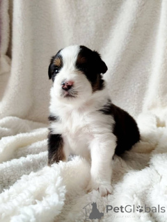Photo №2 to announcement № 157580 for the sale of australian shepherd - buy in Germany private announcement