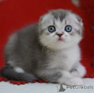 Photo №1. scottish fold - for sale in the city of Neumünster | 361$ | Announcement № 177652
