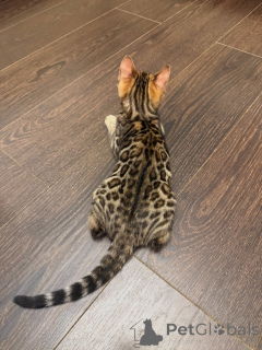 Photo №3. Snow Bengal Kitten Elegant Charcoal-Spotted Beauty. Switzerland