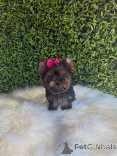 Photo №2 to announcement № 172845 for the sale of yorkshire terrier - buy in Czech Republic breeder