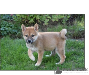 Photo №1. shiba inu - for sale in the city of Grunberg | 465$ | Announcement № 171452