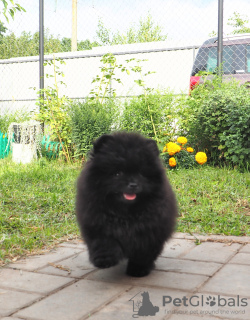Photo №2 to announcement № 7545 for the sale of pomeranian - buy in Russian Federation breeder