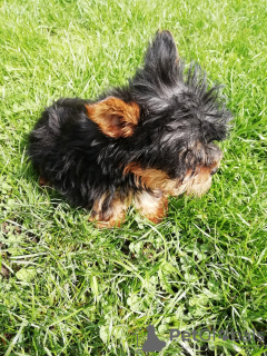 Additional photos: Baby-face Yorkie puppies are completely ready to go.