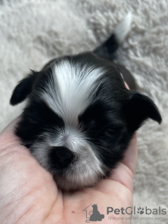 Photo №2 to announcement № 47073 for the sale of shih tzu - buy in Poland breeder