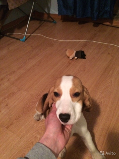Photo №2 to announcement № 1687 for the sale of beagle - buy in Russian Federation private announcement
