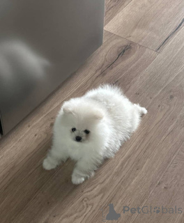 Photo №1. pomeranian - for sale in the city of Dresden | 568$ | Announcement № 157585