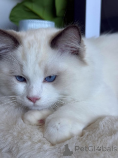 Photo №1. ragdoll - for sale in the city of Larochett | negotiated | Announcement № 157128