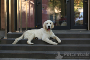 Photo №3. Golden retriever puppy. Ukraine