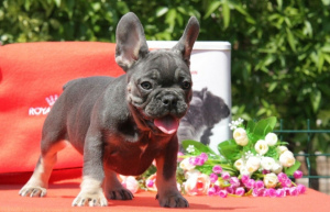 Photo №1. french bulldog - for sale in the city of New York | 2700$ | Announcement № 6974