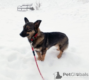 Photo №2 to announcement № 163728 for the sale of non-pedigree dogs - buy in Russian Federation private announcement