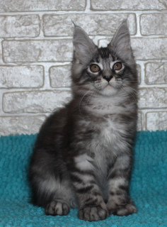 Photo №2 to announcement № 3411 for the sale of maine coon - buy in Russian Federation breeder