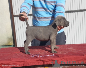 Additional photos: Cane corso