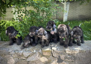 Photo №2 to announcement № 51223 for the sale of bedlington terrier - buy in Ukraine breeder