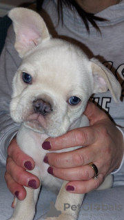 Photo №4. I will sell french bulldog in the city of Bietigheim-Bissingen. private announcement - price - 518$