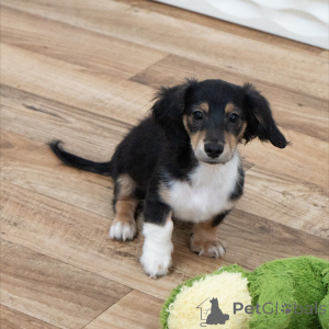 Photo №2 to announcement № 155639 for the sale of dachshund - buy in Germany breeder