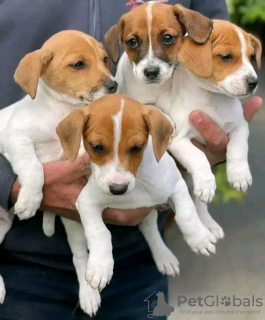 Photo №2 to announcement № 120691 for the sale of jack russell terrier - buy in Belgium private announcement, breeder