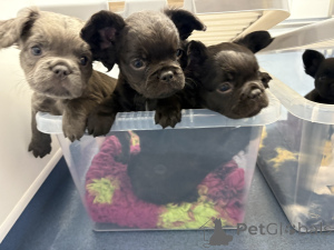 Photo №1. french bulldog - for sale in the city of Paris | 723$ | Announcement № 160960