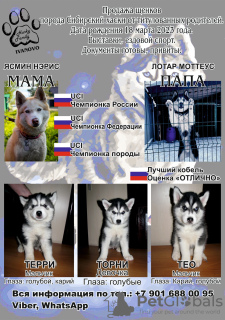 Photo №1. siberian husky - for sale in the city of Иваново | negotiated | Announcement № 48285