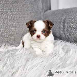 Photo №2 to announcement № 139057 for the sale of chihuahua - buy in Germany private announcement, breeder