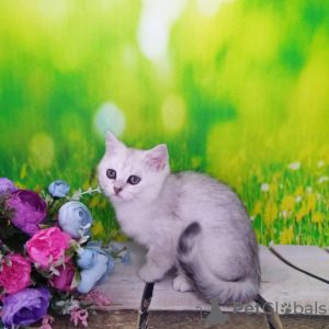 Photo №1. british shorthair - for sale in the city of Москва | 265$ | Announcement № 9566