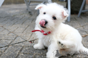 Photo №4. I will sell west highland white terrier in the city of Kvistofta. private announcement, breeder - price - 619$