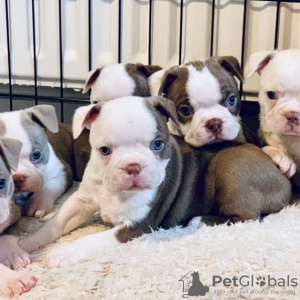 Photo №1. boston terrier - for sale in the city of London | Is free | Announcement № 70357