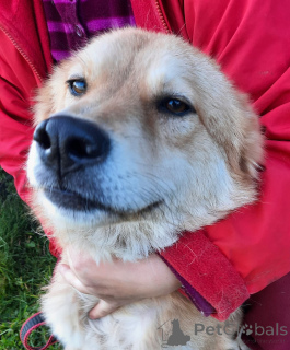 Photo №3. Playful dog with palm tail. Russian Federation